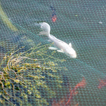 Amazing In - Alke Vida *