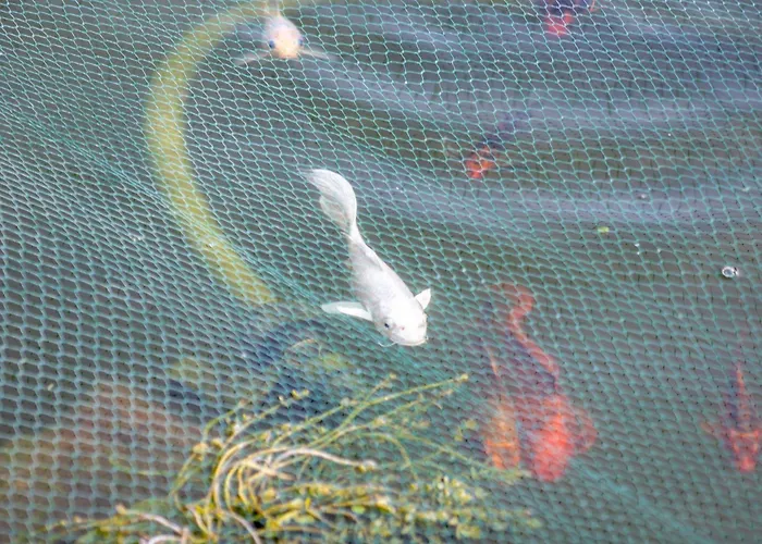 Amazing In - Alke Vida 알부페이라